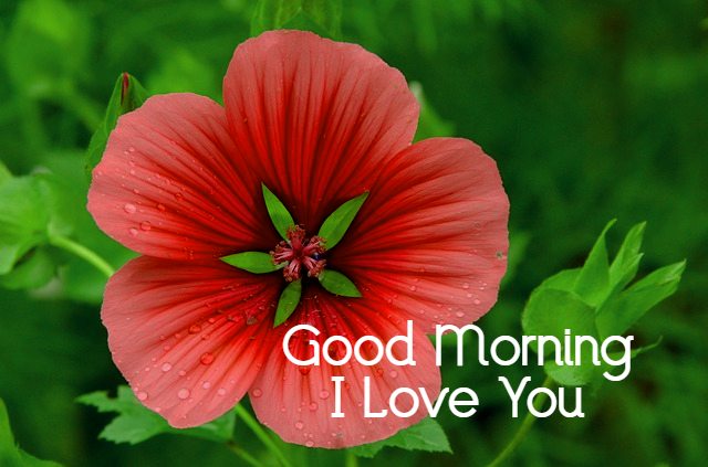 Good Morning Images with Flowers HD
