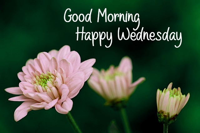 Good Morning Happy Wednesday Images