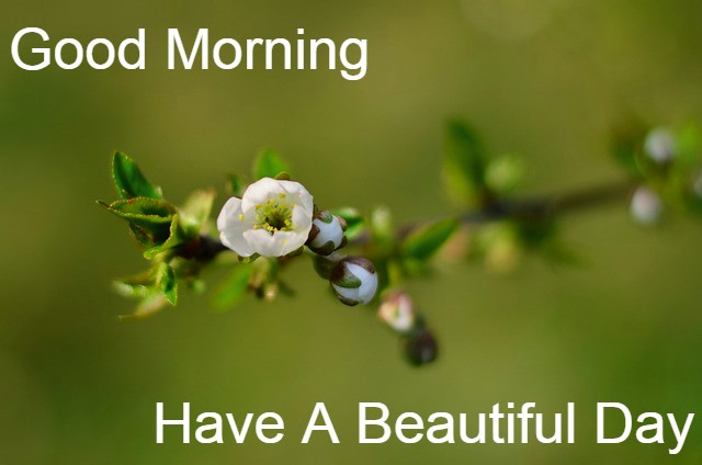 Good Morning Images Download