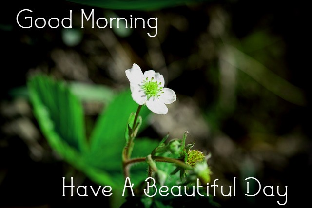 Good Morning Images with Flowers HD