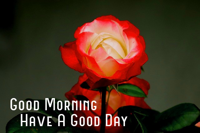 Good Morning Rose Images