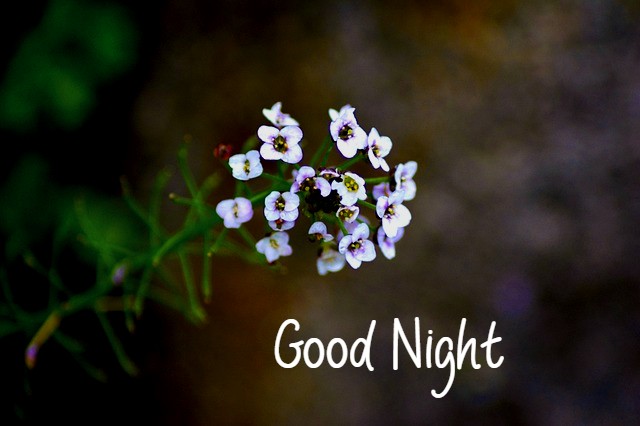 Good Night Images