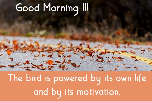 “The bird is powered by its own life and by its motivation.”