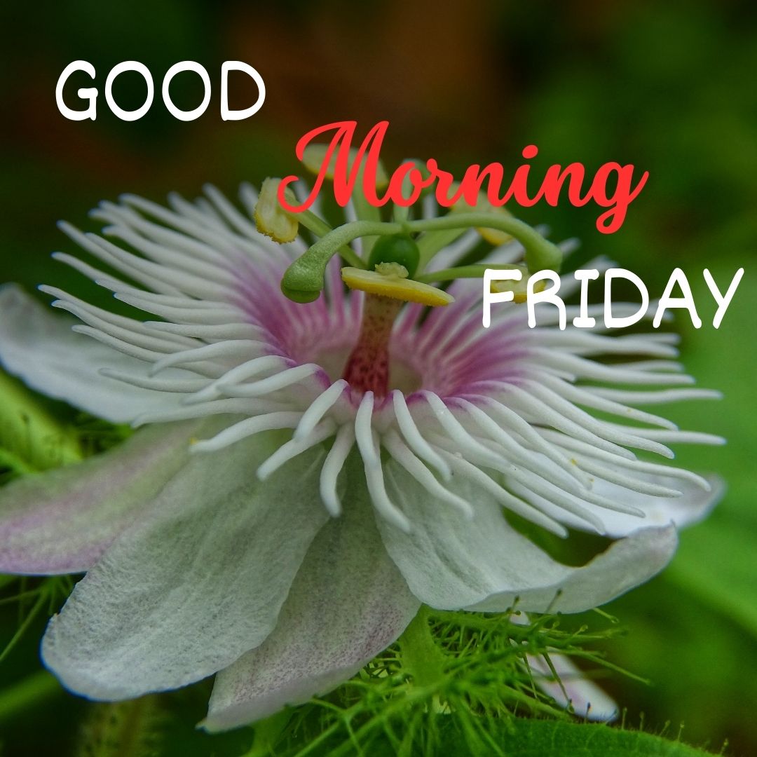Good Morning Friday Images