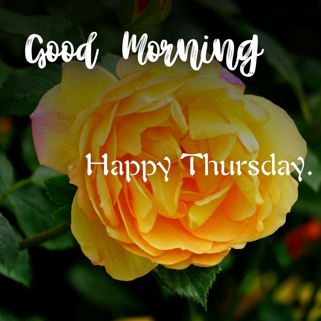 Good Morning Happy Thursday Images