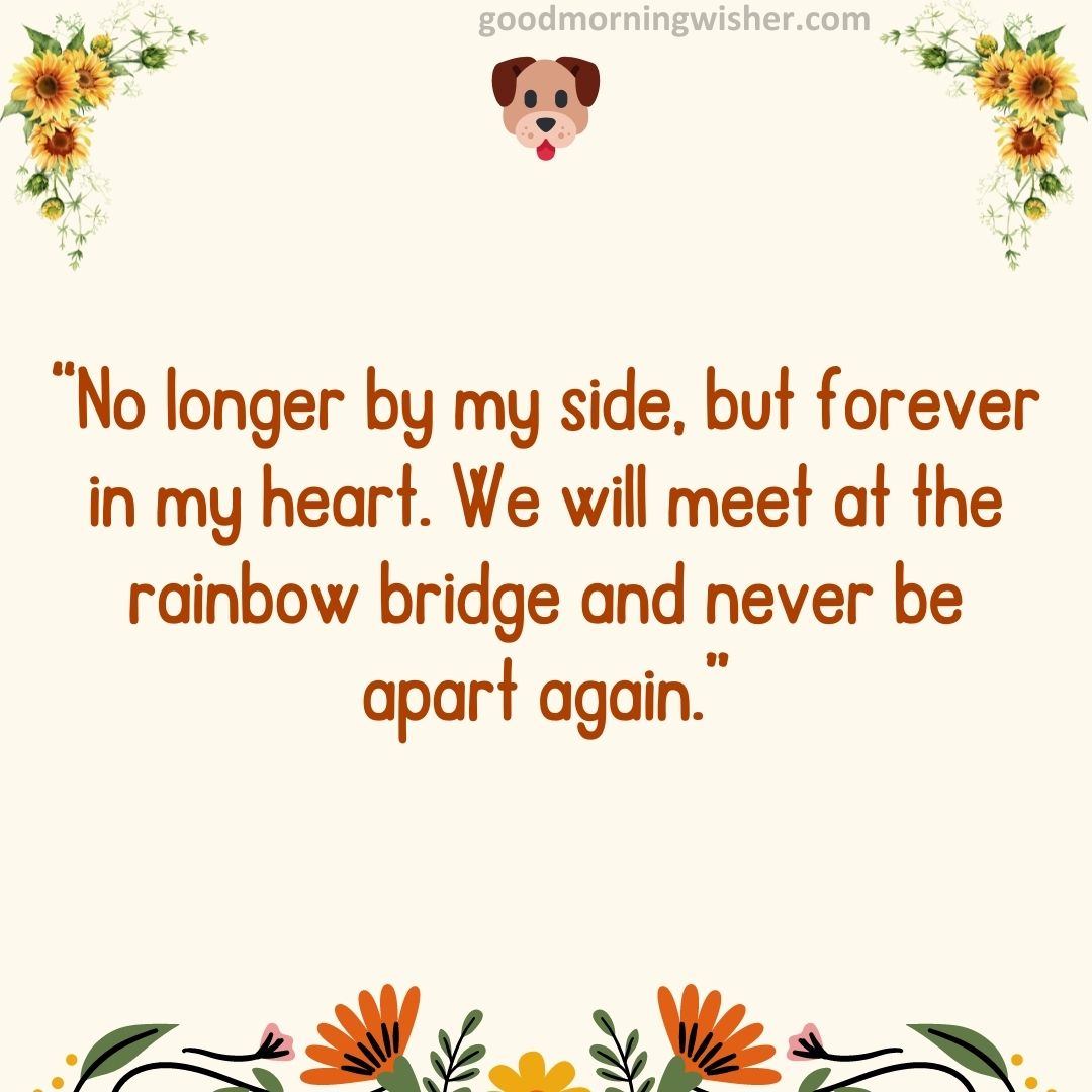 “No longer by my side, but forever in my heart. We will meet at the rainbow bridge and never